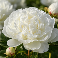 Pivoine blanche