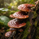 Turmeric + Reishi