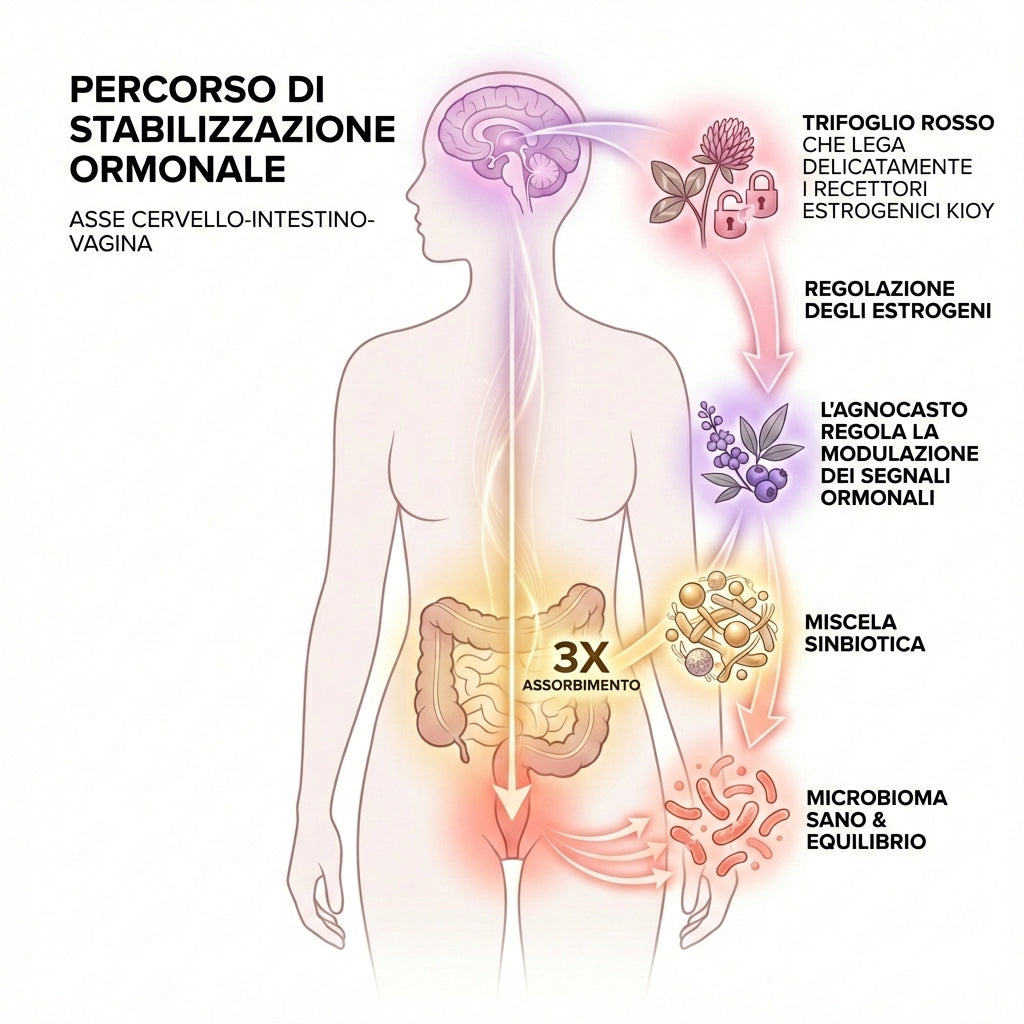 Infografica scientifica in italiano intitolata "Percorso di Stabilizzazione Ormonale" che illustra l'asse cervello-intestino-vagina. Una silhouette femminile mostra il percorso dal cervello attraverso il sistema digestivo fino alla zona pelvica. Sul lato destro, cinque fasi sono descritte con icone: Trifoglio Rosso (che lega i recettori estrogenici), Regolazione degli Estrogeni, Agnocasto (che regola la modulazione dei segnali ormonali), Miscela Sinbiotica con "3X Assorbimento" evidenziato nell'area intesti